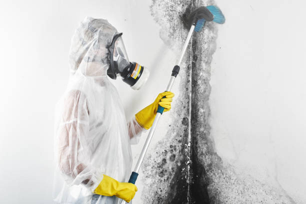 Best Mold Remediation for Healthcare Facilities  in Pierz, MN
