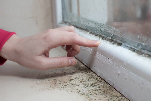 Trusted Pierz, MN Mold Removal Experts
